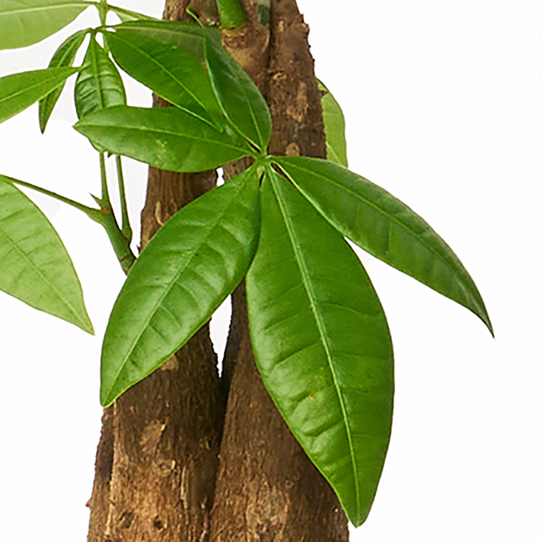 Germany White Mini Tall - Money Tree