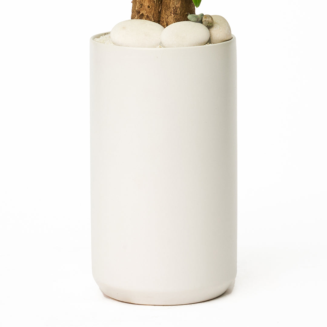 Germany White Mini Tall - Money Tree