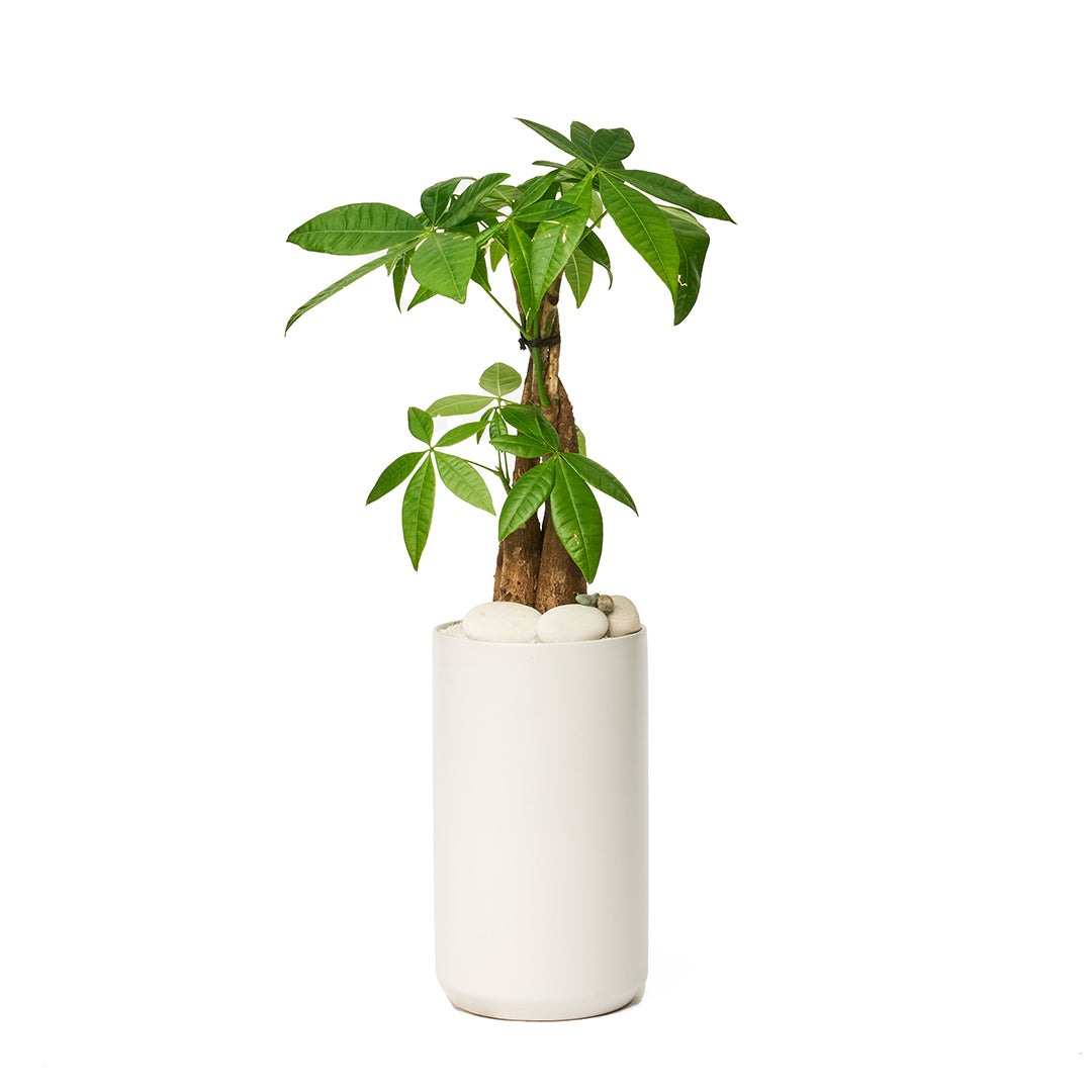 Germany White Mini Tall - Money Tree