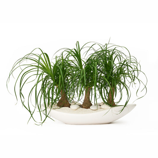 Ceramic Oblong Bowl White - Ponytail Palms