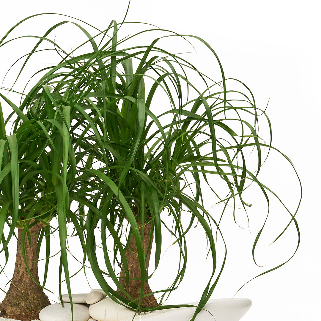 Ceramic Oblong Bowl White - Ponytail Palms