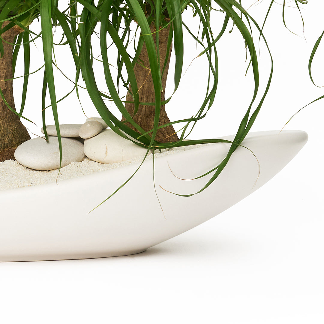 Ceramic Oblong Bowl White - Ponytail Palms