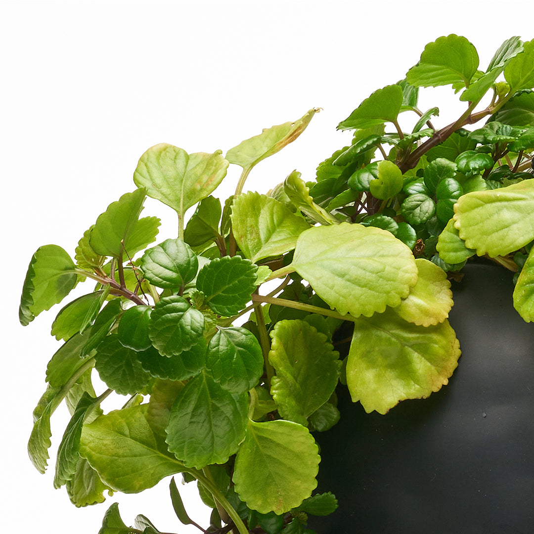 Ceramic Petale Vase Black - Peperomia