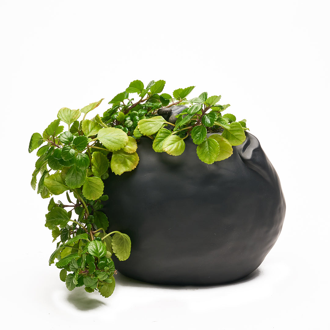 Ceramic Petale Vase Black - Peperomia