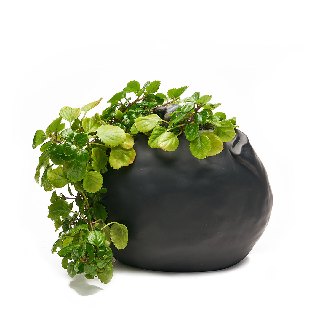 Ceramic Petale Vase Black - Peperomia