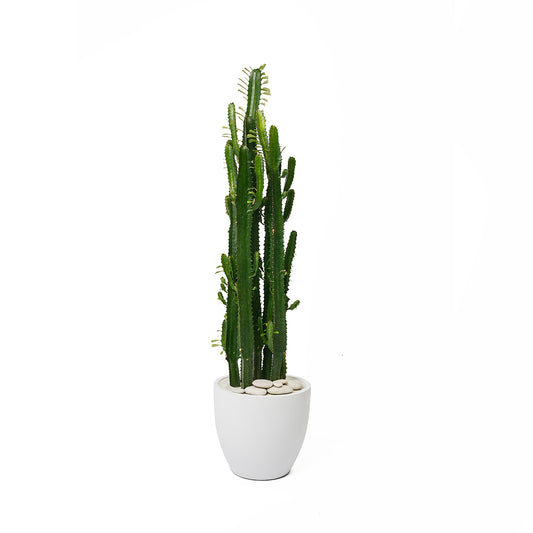 Milano Round Small White – Euphorbia Acrurensis
