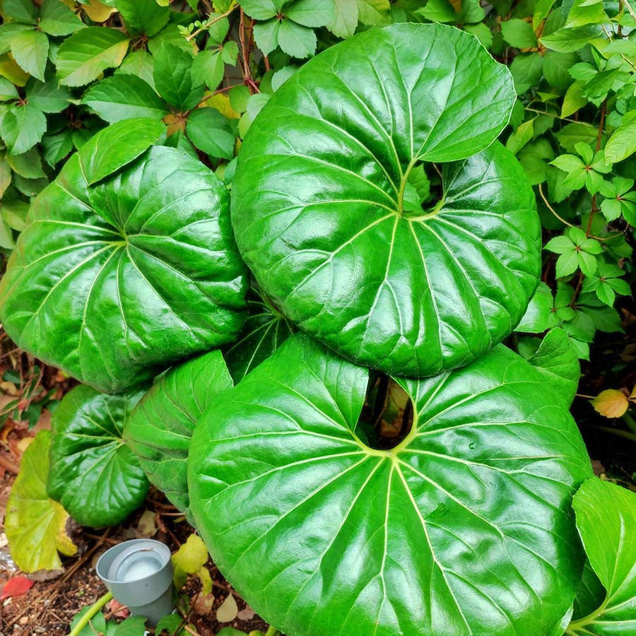 Giant Leopard Plant 5G / 12"