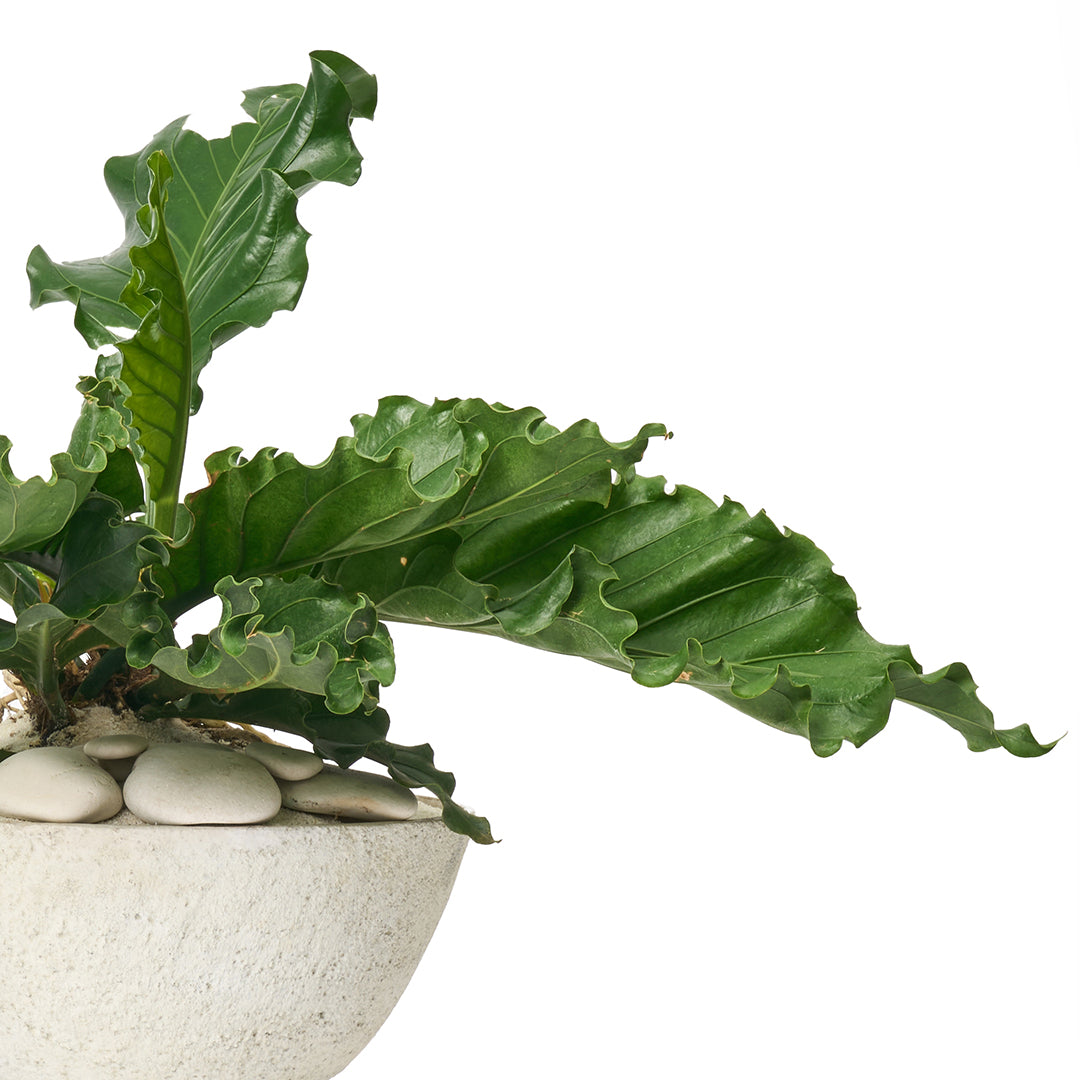 Totem Sculpture White 4 with Anthurium Ruffles