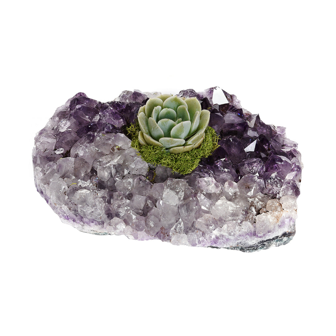 Amethyst Crystal with Succulent (5" W x 5" H)