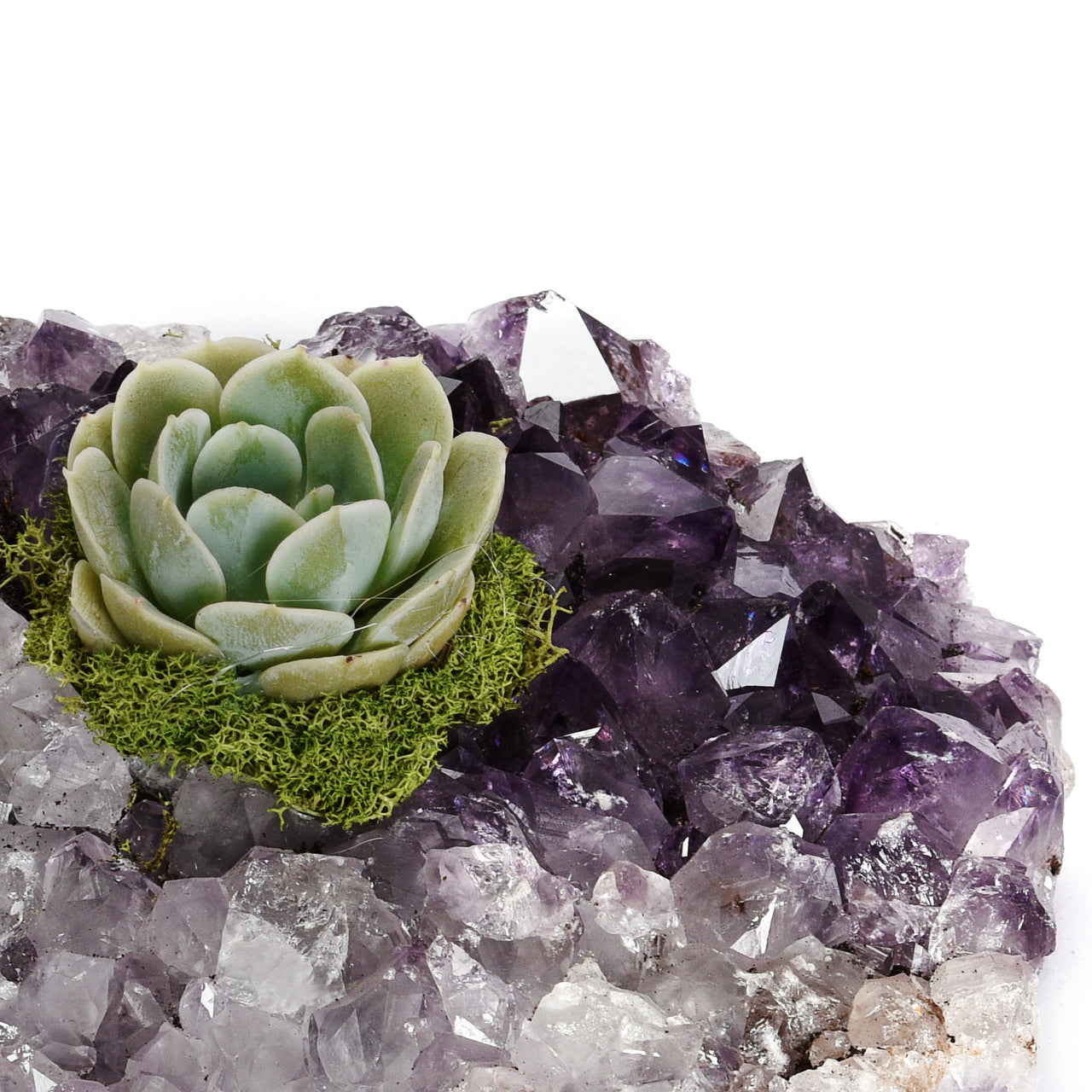 Amethyst Crystal with Succulent (5" W x 5" H)