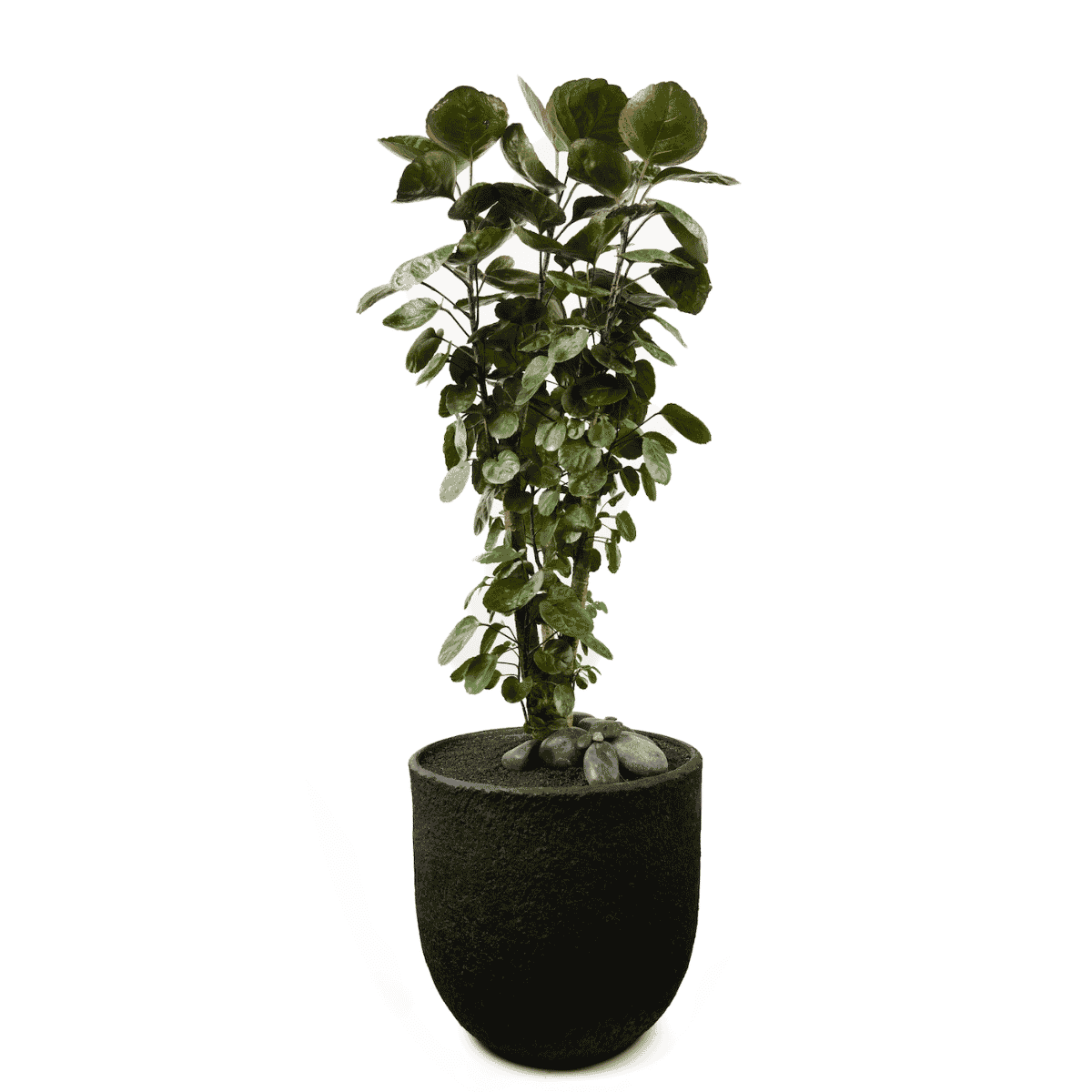 Berlin Round With Aralia Fabian| Plant the Future