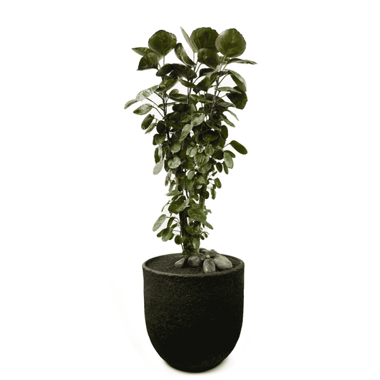 Berlin Round With Aralia Fabian| Plant the Future