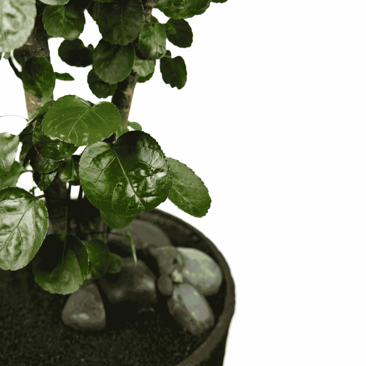 Berlin Round With Aralia Fabian| Plant the Future