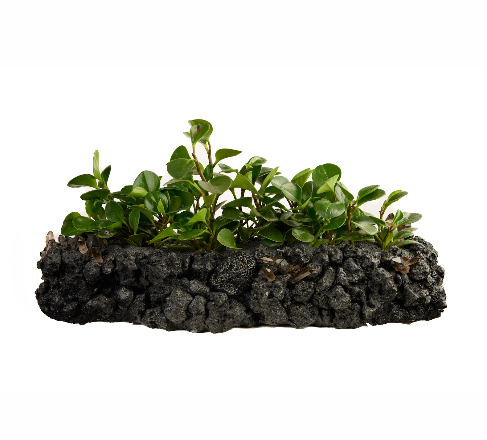 Black Keystone Trough w/ Smokey Quartz with Foliage PLANT THE FUTURE