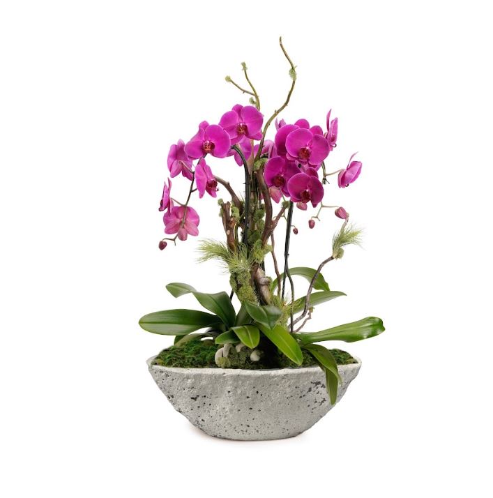 Fibercement Boat Shape Ivory w/ Foliage/Orchid Plant The Future