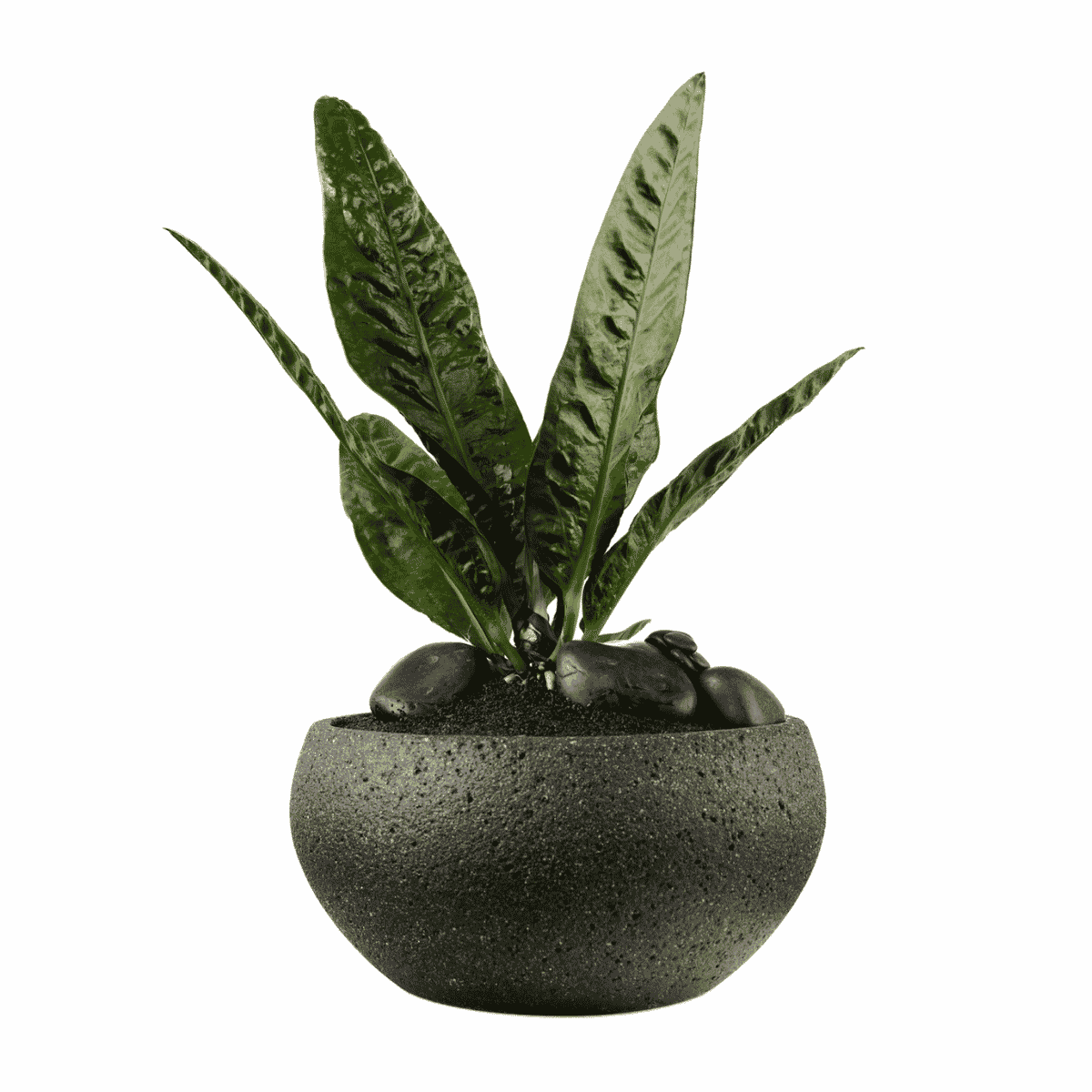 Bora Bora Low Bowl with Anthurium SuperBum | Plant the Future