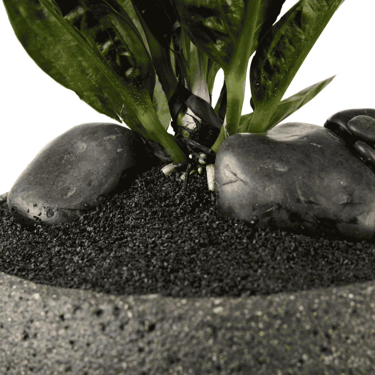Bora Bora Low Bowl with Anthurium SuperBum | Plant the Future