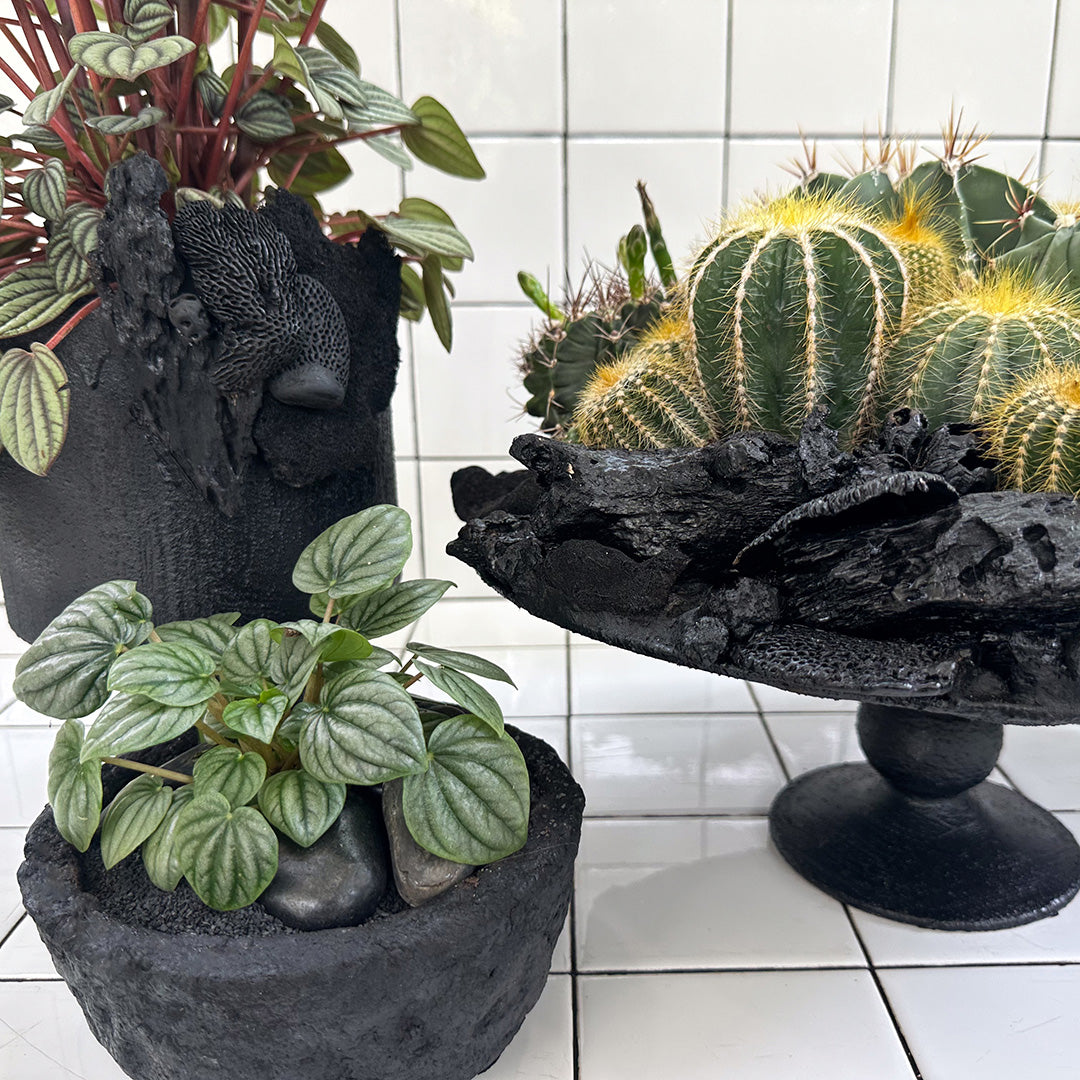 Julieta Teppa - One of a Kind Black No.1 Money Tree