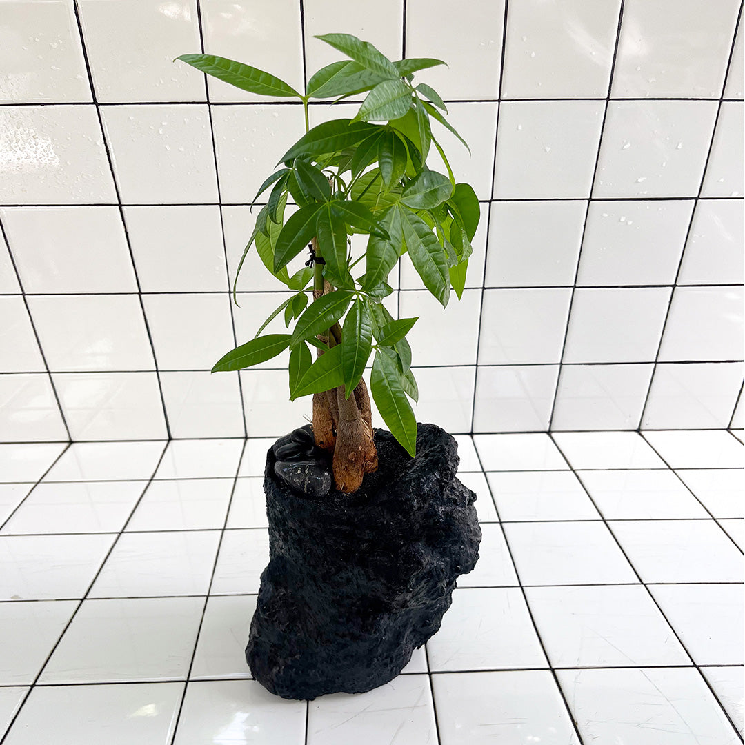 Julieta Teppa - One of a Kind Black No.1 Money Tree