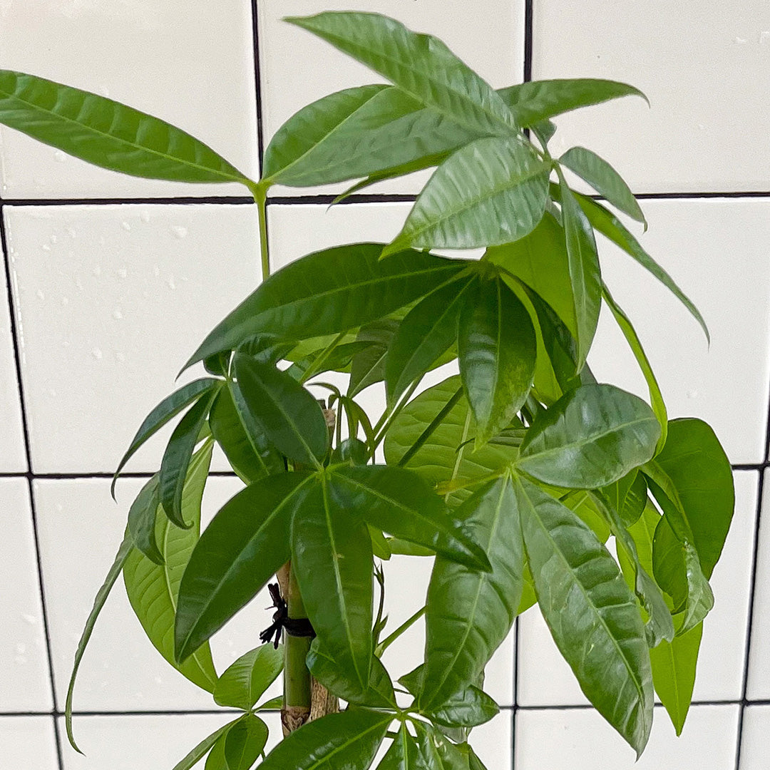 Julieta Teppa - One of a Kind Black No.1 Money Tree