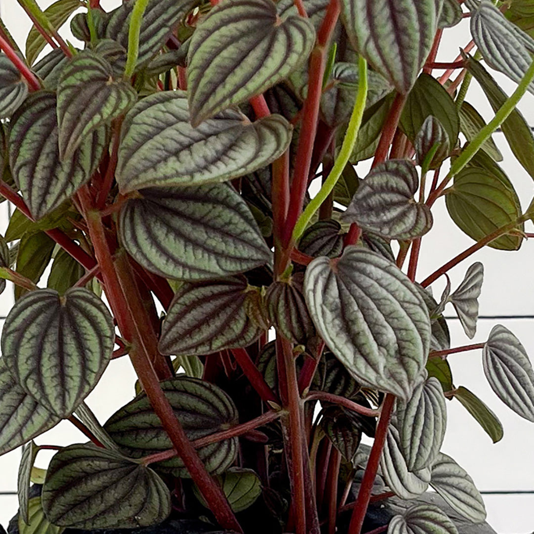 Julieta Teppa  - One of a Kind Black No.4 Peperomia Little Toscani