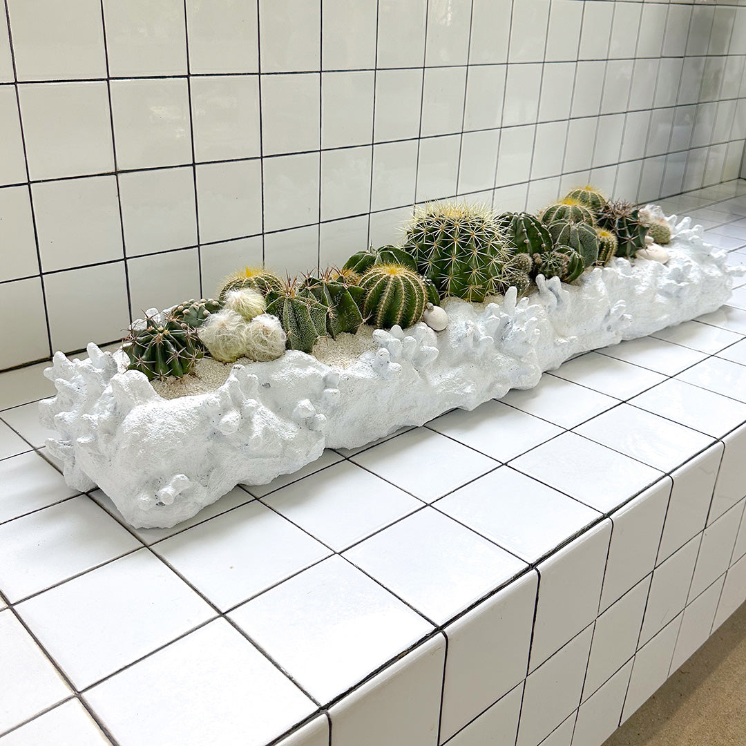 Julieta Teppa  - One of a Kind Coralium Papier-Mâché White No.4 Trough Cactus
