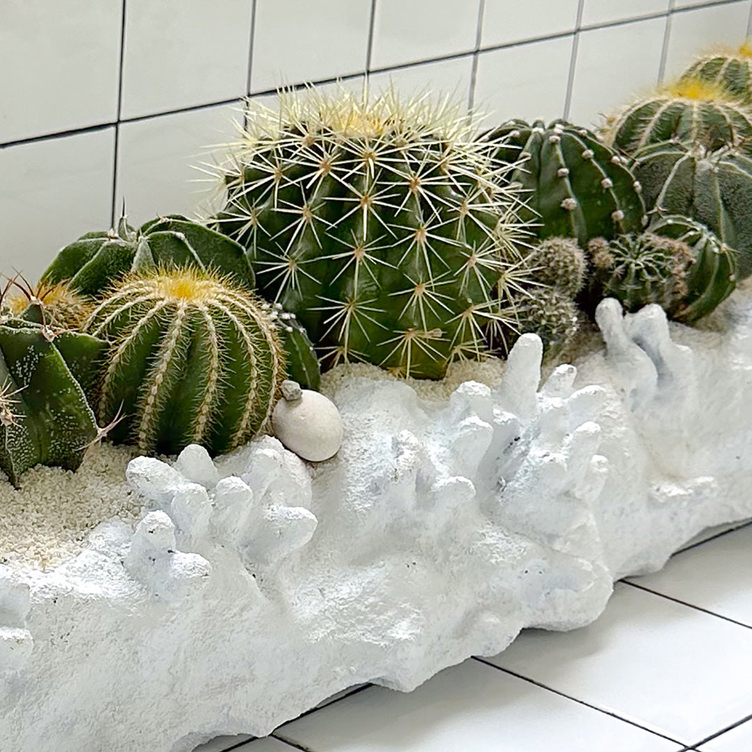 Julieta Teppa  - One of a Kind Coralium Papier-Mâché White No.4 Trough Cactus