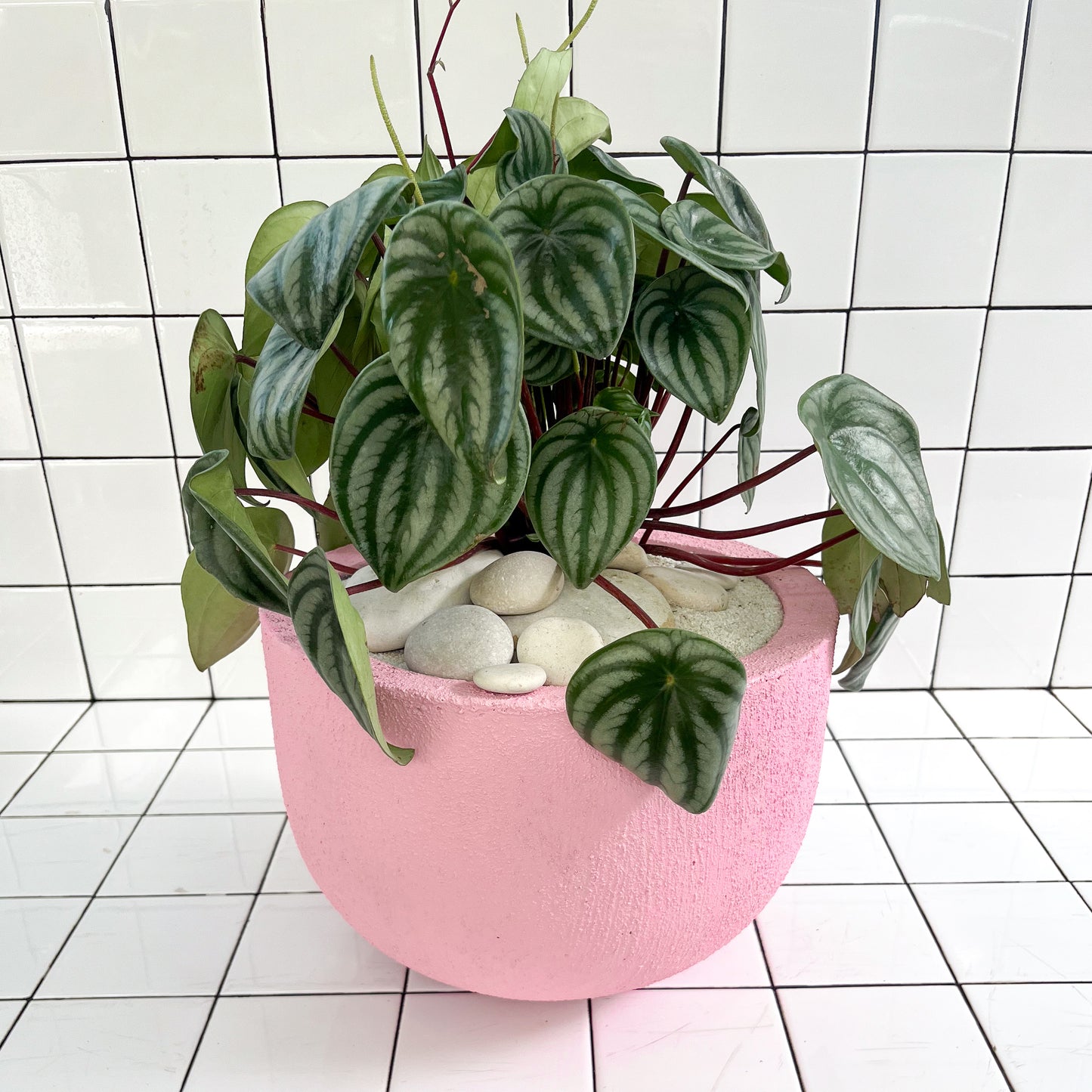 Julieta Teppa  - One of a Kind Pink No.1 Peperomia Watermelon