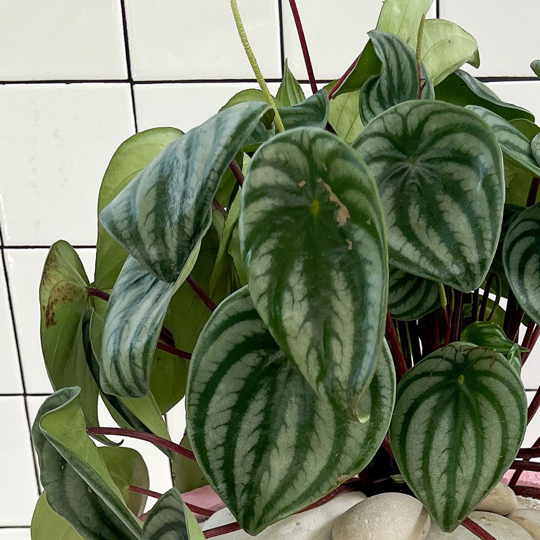 Julieta Teppa  - One of a Kind Pink No.1 Peperomia Watermelon