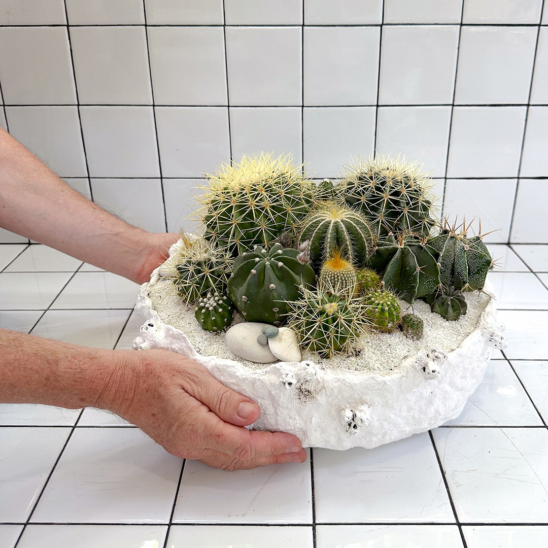 Julieta Teppa  - One of a Kind White No.1 Cactus 15"