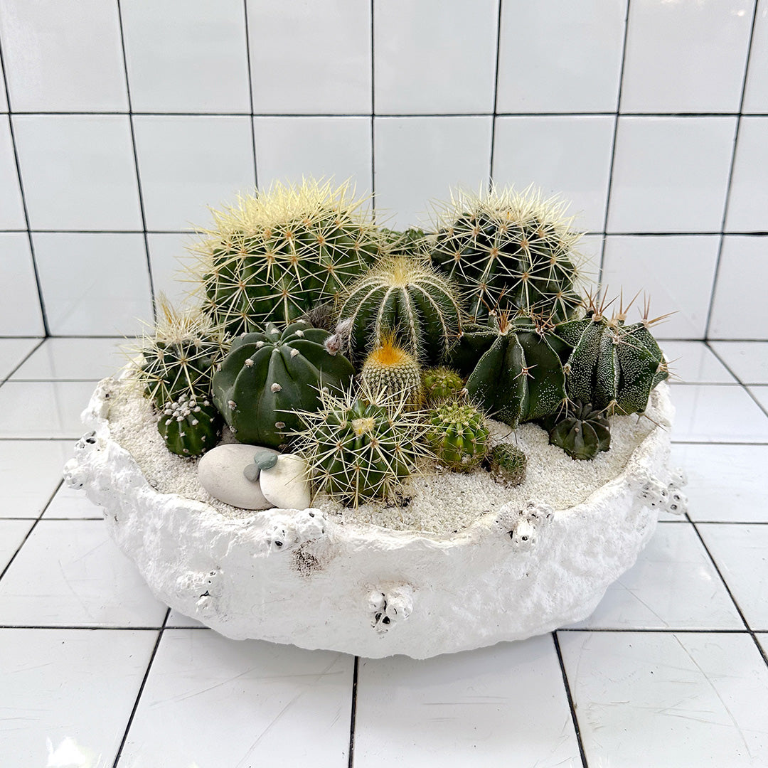Julieta Teppa  - One of a Kind White No.1 Cactus 15"