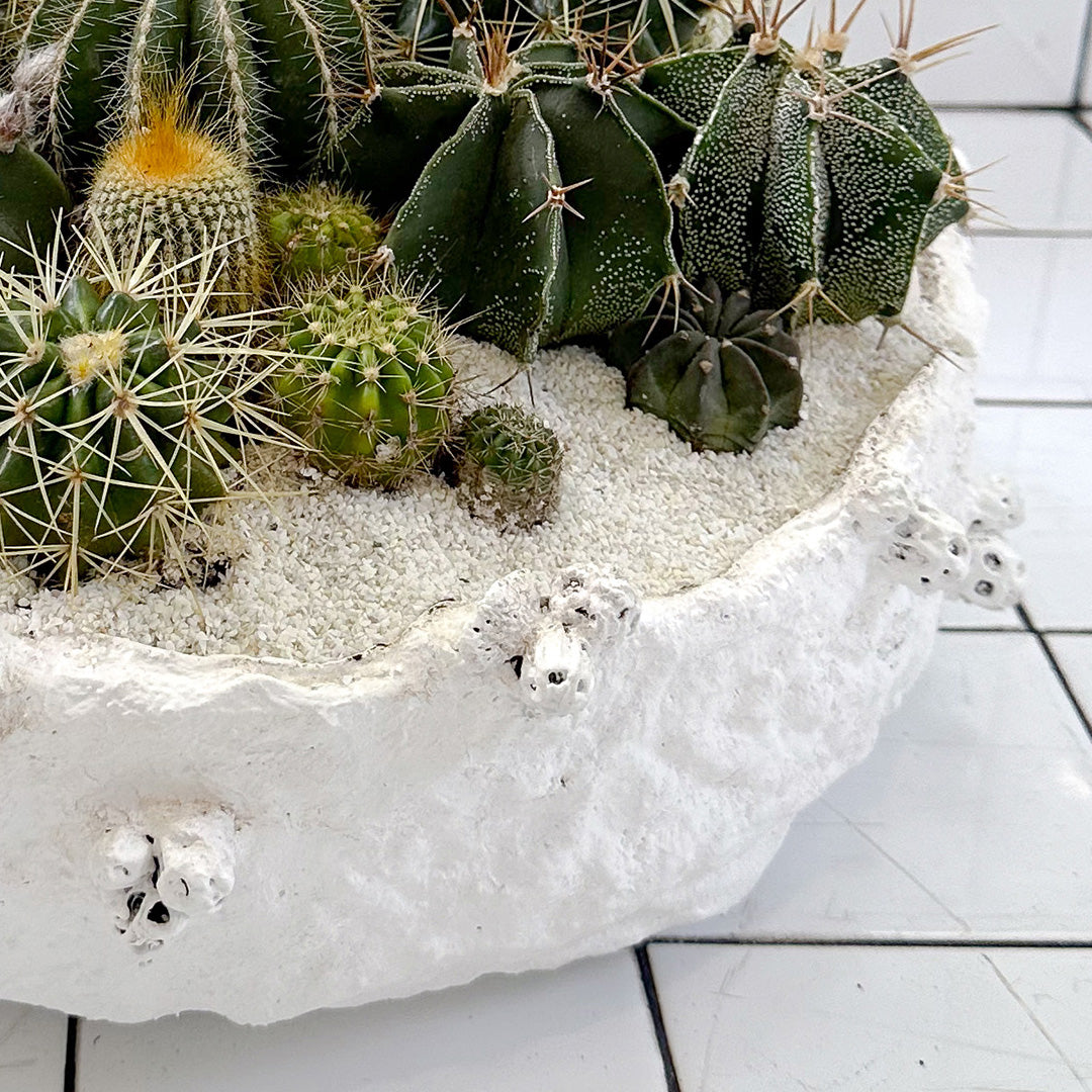 Julieta Teppa  - One of a Kind White No.1 Cactus 15"