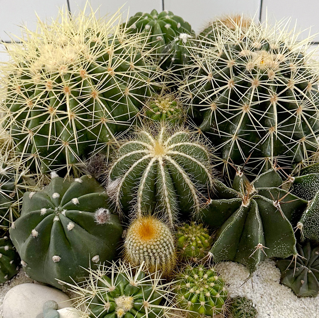 Julieta Teppa  - One of a Kind White No.1 Cactus 15"