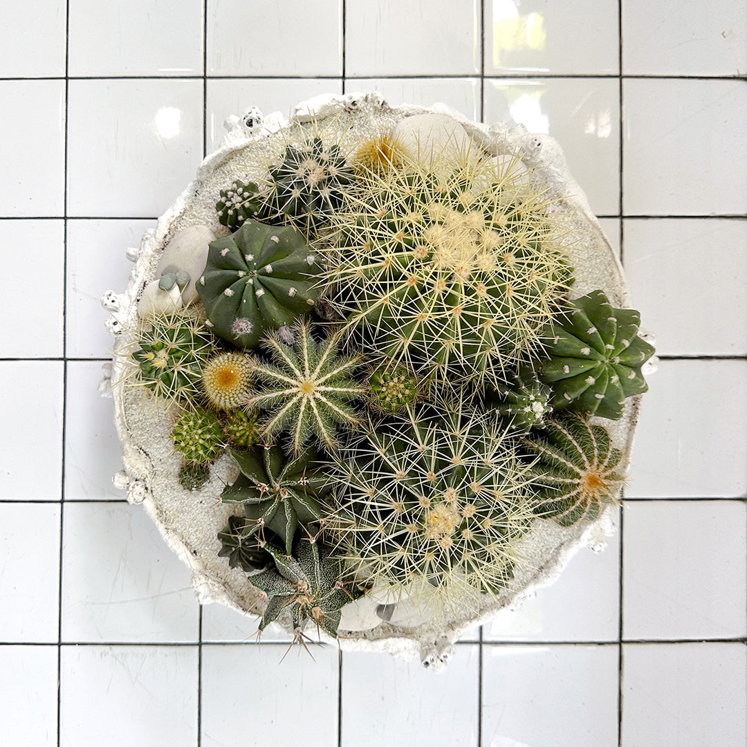 Julieta Teppa  - One of a Kind White No.1 Cactus 15"