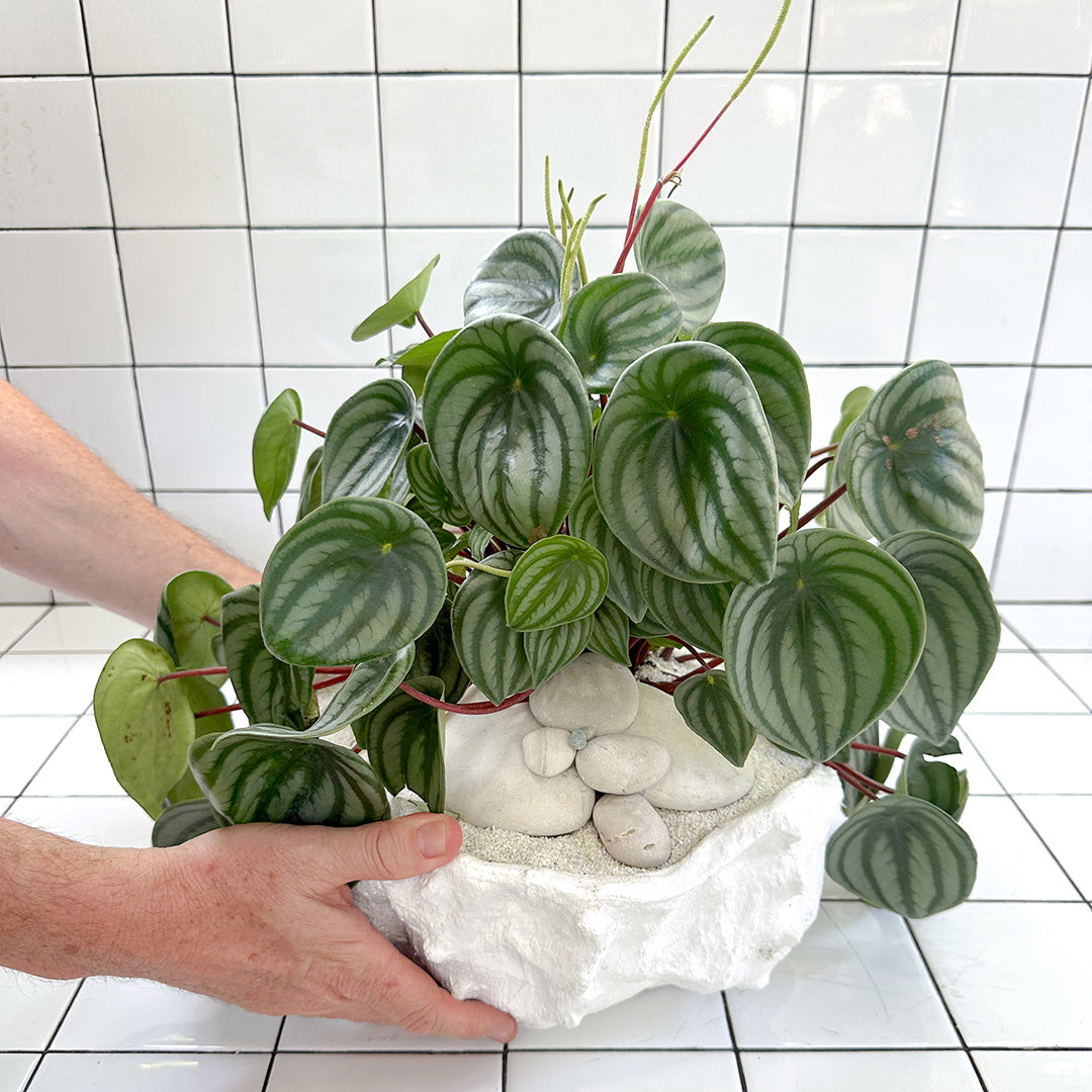 Julieta Teppa  - One of a Kind White No.3 Peperomia Watermelon