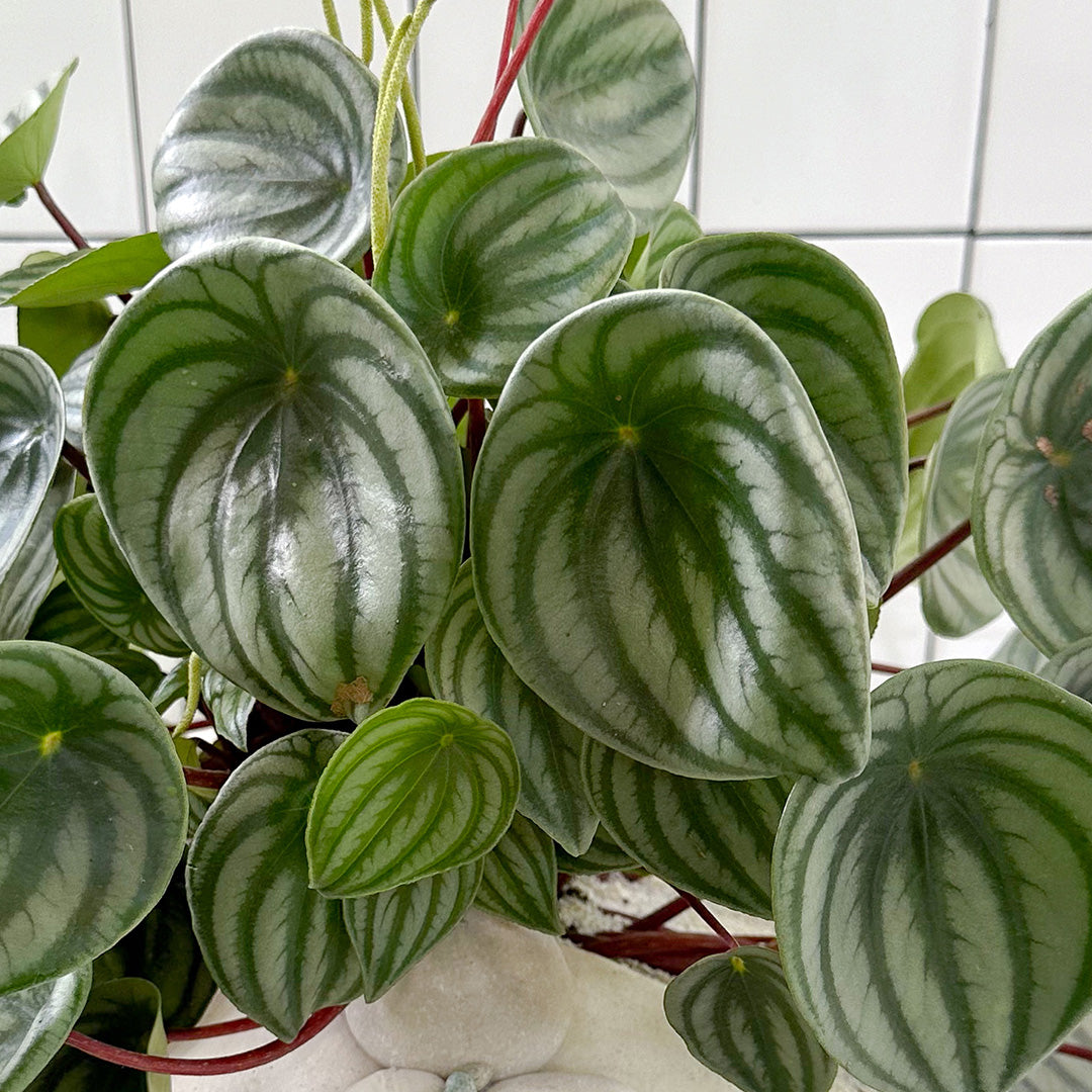 Julieta Teppa  - One of a Kind White No.3 Peperomia Watermelon