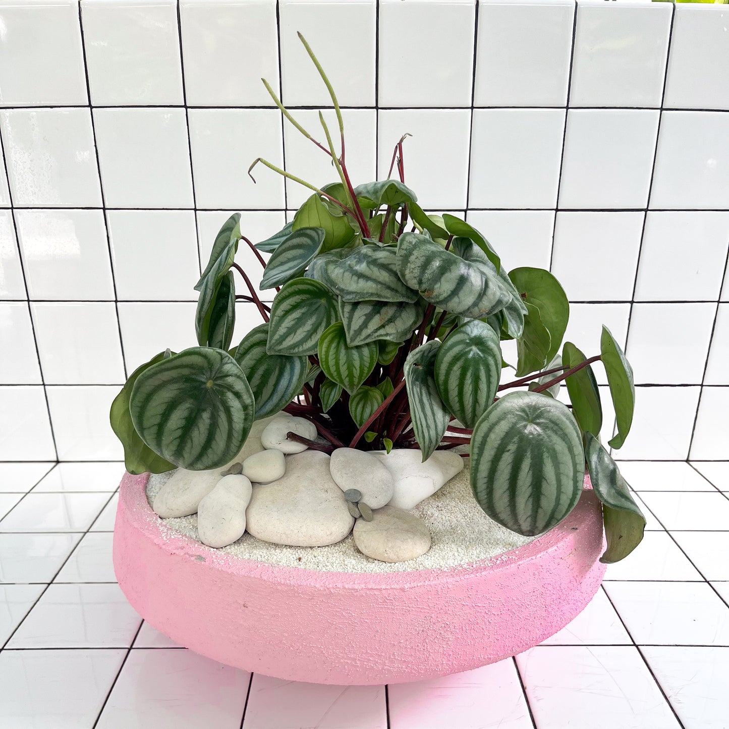 Julieta Teppa  - One of a Kind Pink No.2 Peperomia Watermelon