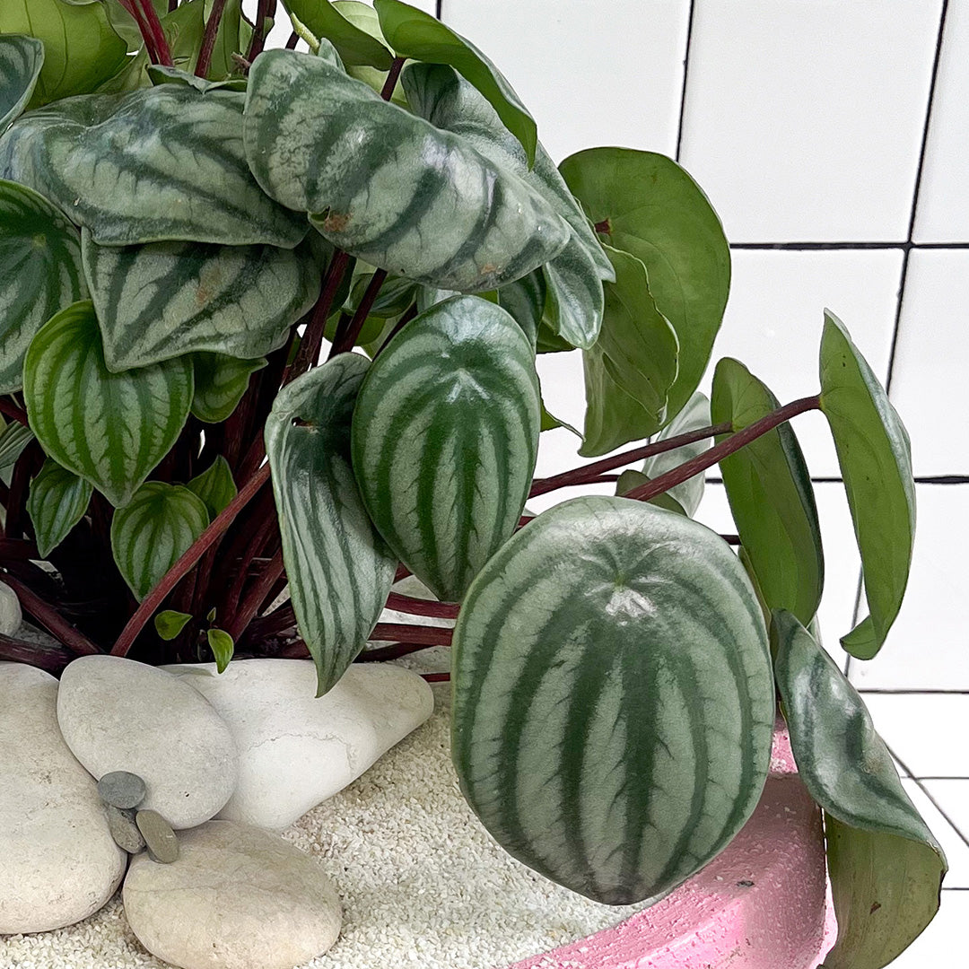 Julieta Teppa  - One of a Kind Pink No.2 Peperomia Watermelon