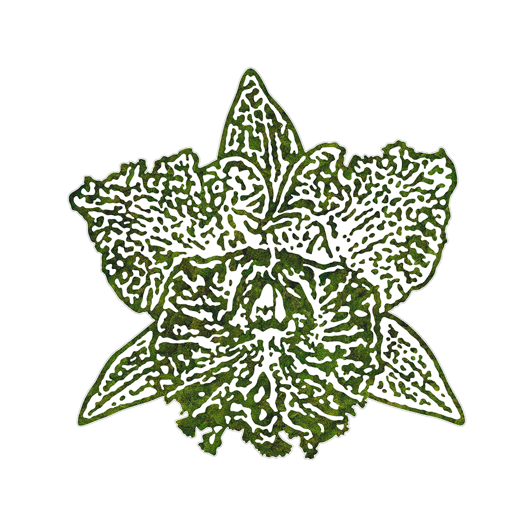 “Cattleya” (2024)