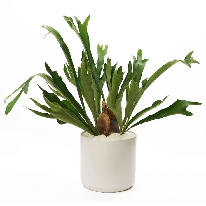 Ceramic Round White Large - Staghorn Fern