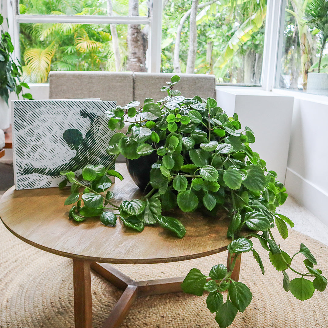 Ceramic Petale Vase Black  - Swedish Ivy