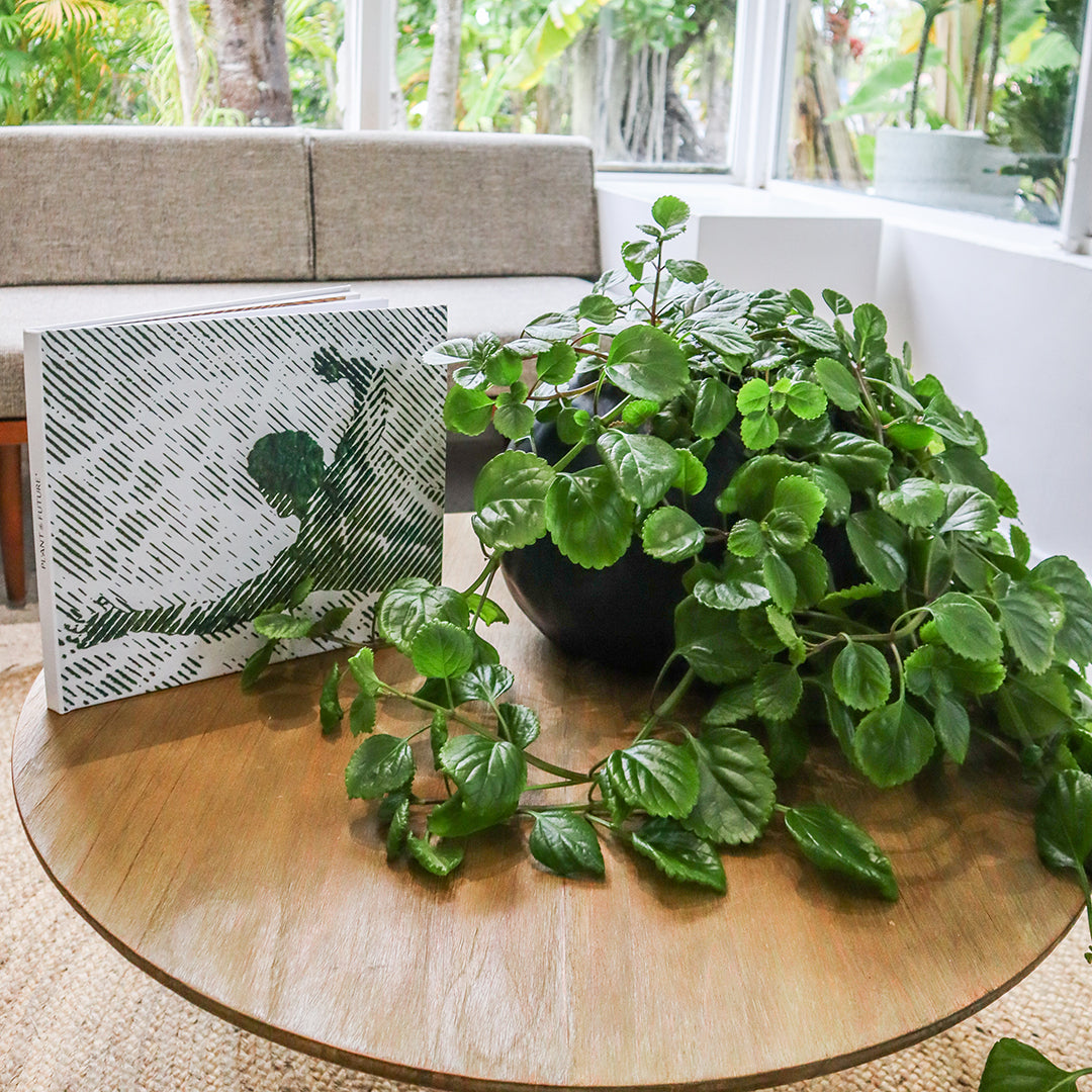 Ceramic Petale Vase Black  - Swedish Ivy
