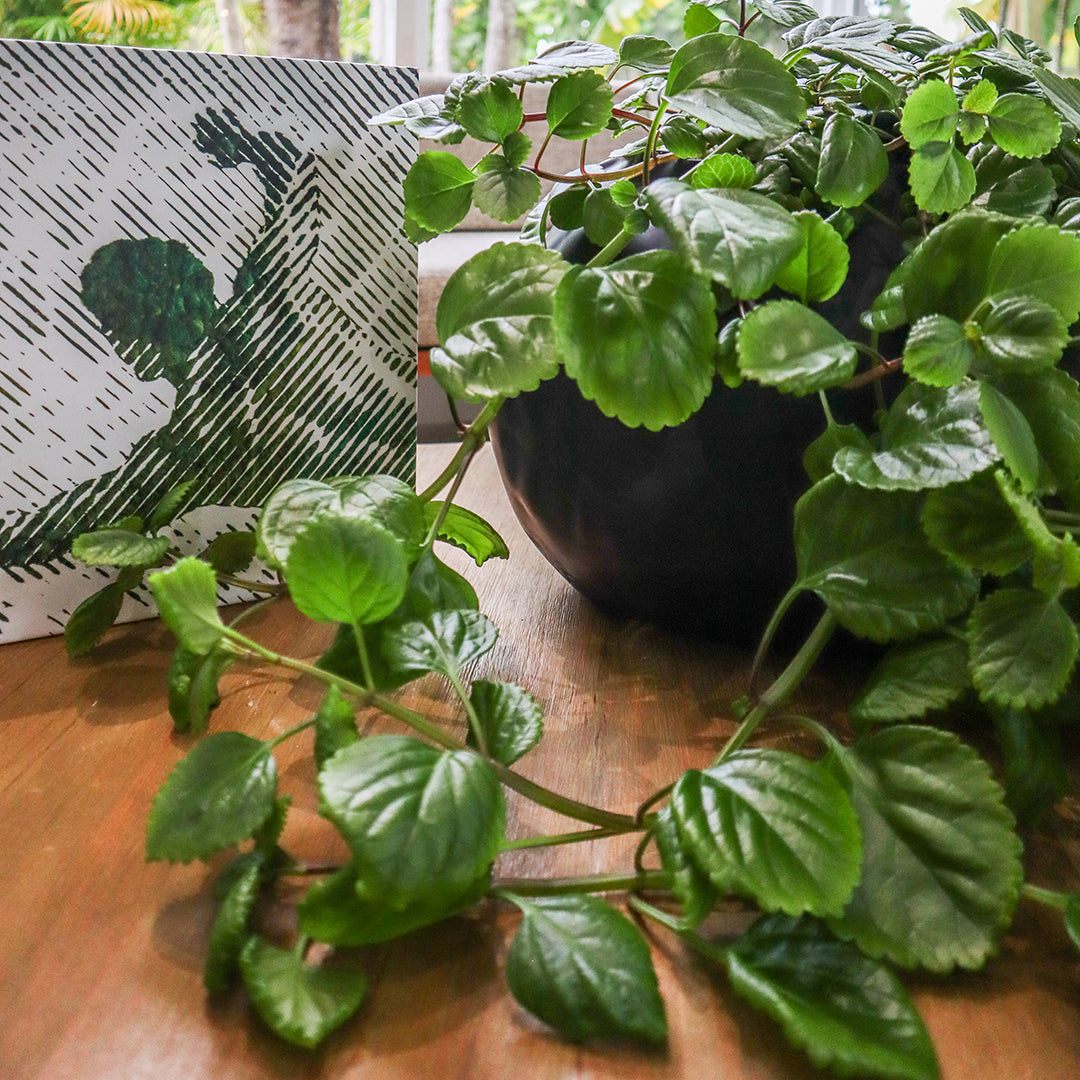 Ceramic Petale Vase Black  - Swedish Ivy