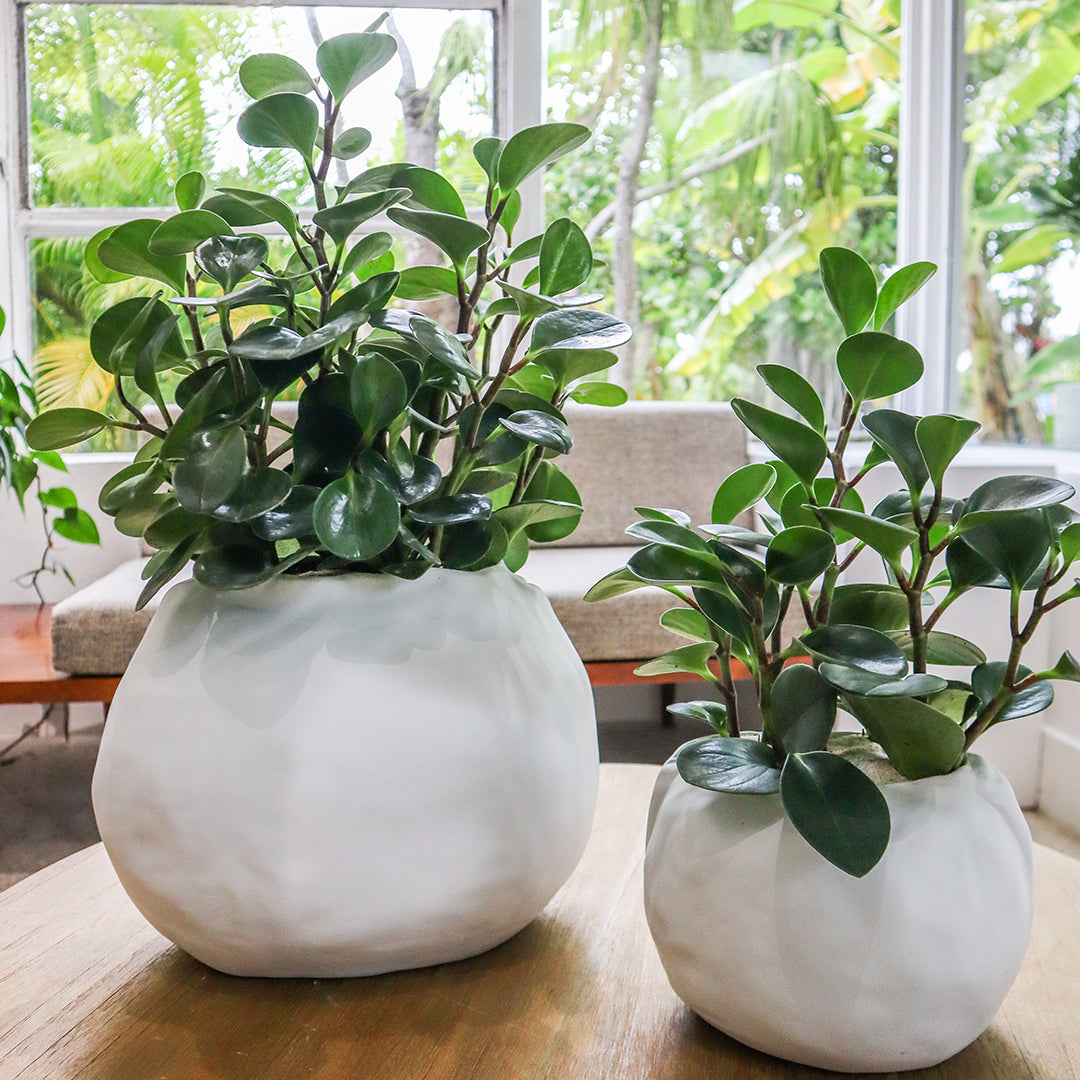 Ceramic Petale Vase White - Peperomia