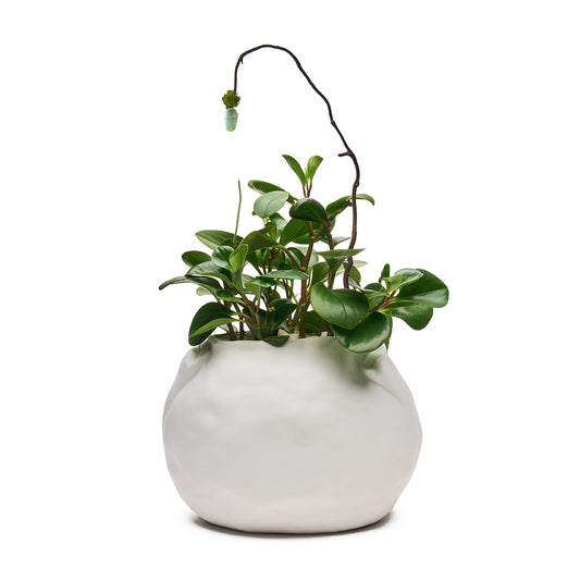 Ceramic Petale Vase White - Peperomia with Cocoon
