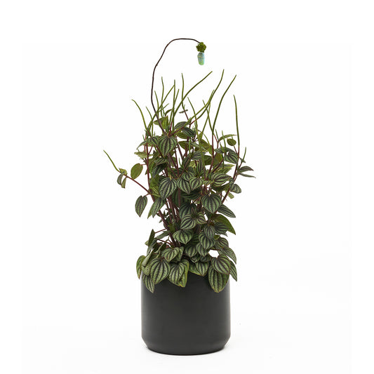 Ceramic Round Black Small - Peperomia Little Toscani with Cocoon