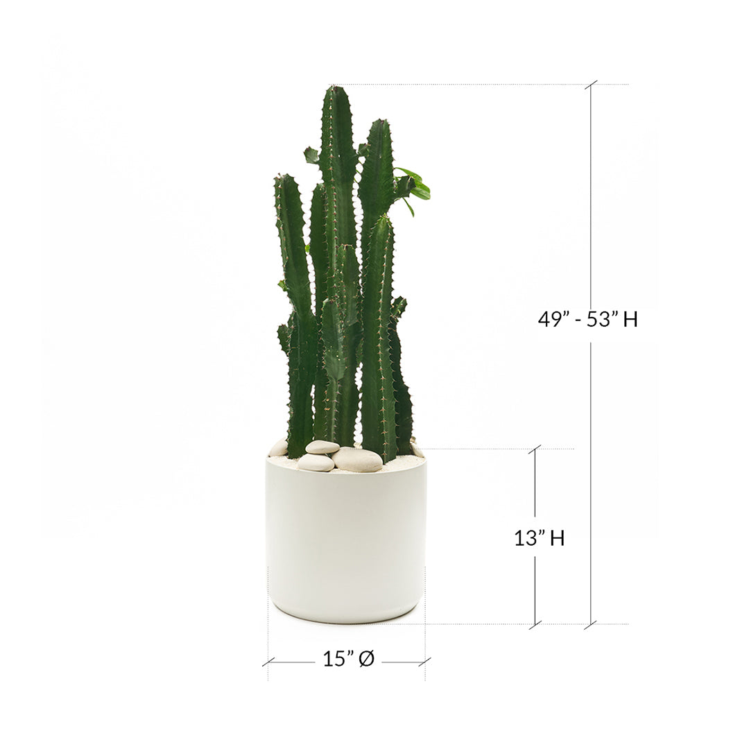 Ceramic Round White Large - Euphorbia Acruensis