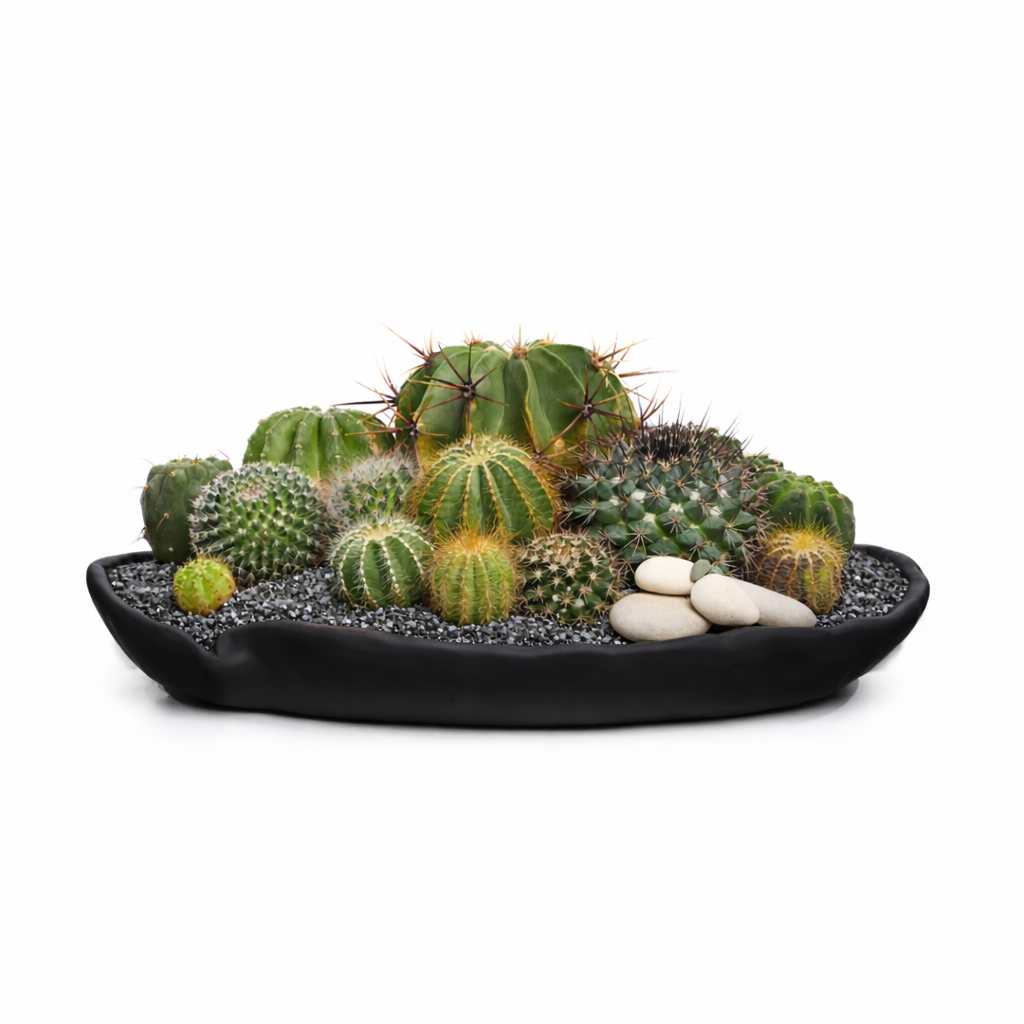 Ceramic Petale Bowl  - Cactus Plant the Future