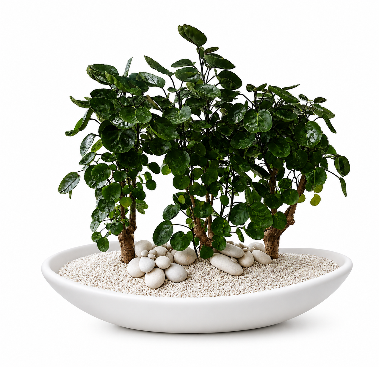 Ceramic Oblong Bowl - Foliage Plant The Future