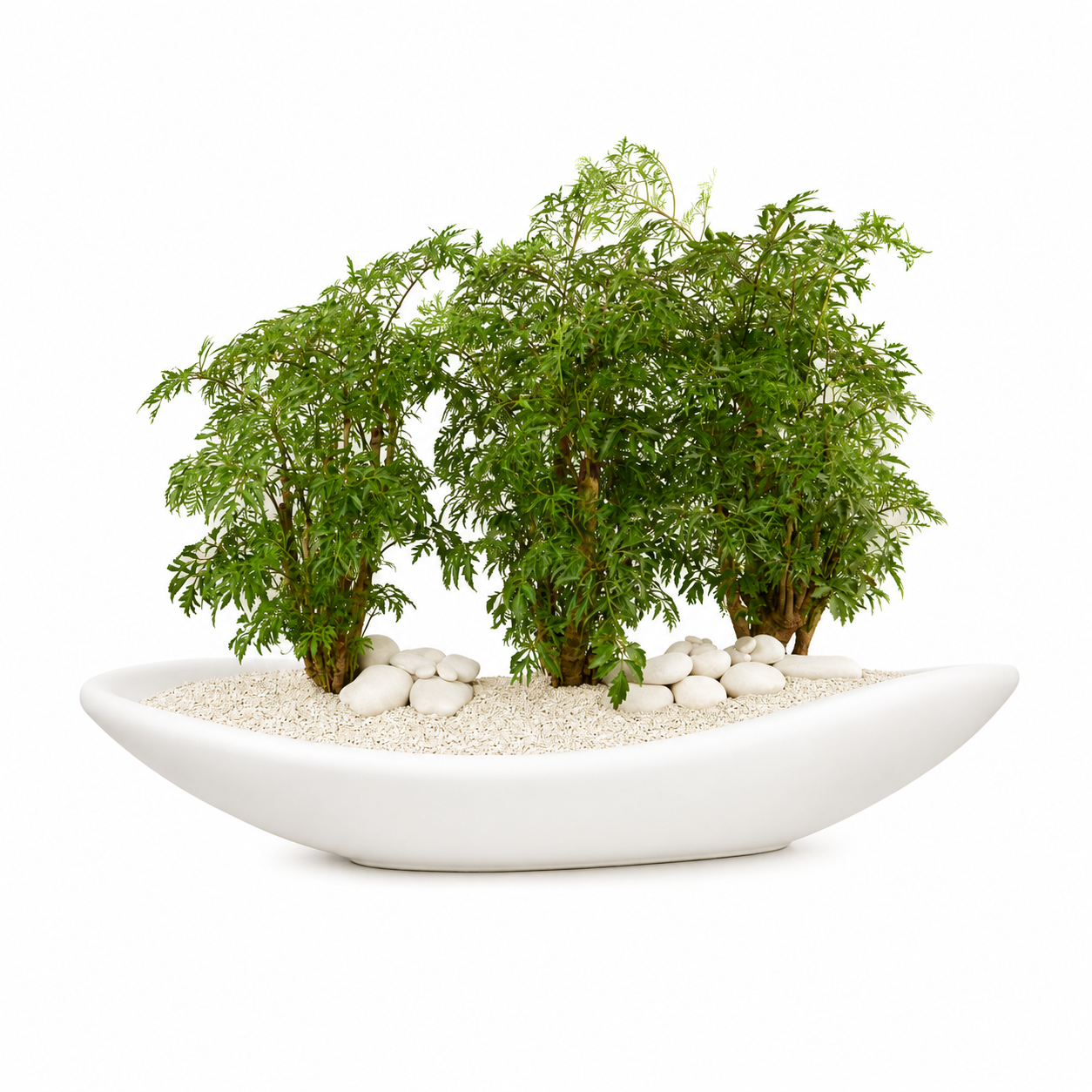 Ceramic Oblong Bowl - Foliage Plant The Future